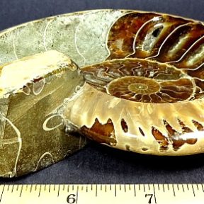 Ammonite Bowl