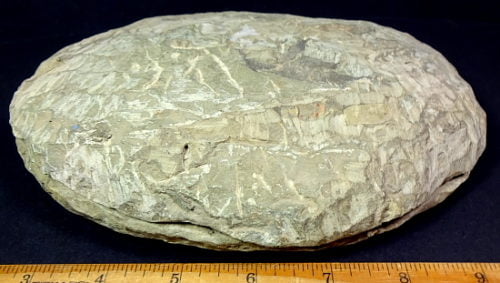 Trilobite fossil in a complete matrix