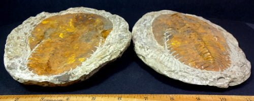 Trilobite fossil in a complete matrix
