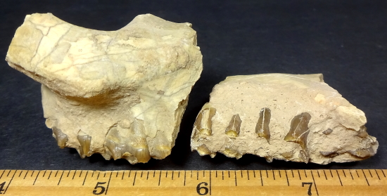 Oreodont Fossil Teeth