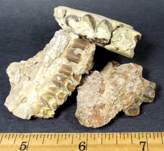 Oreodont Fossil Teeth