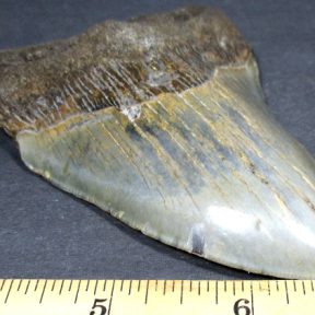 Megalodon Fossil Tooth