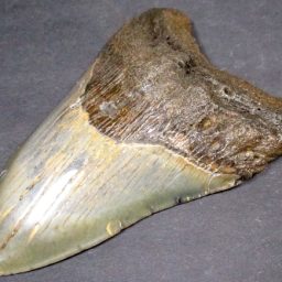 Megalodon Fossil Tooth