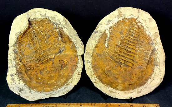 fossil Trilobite from Morocco