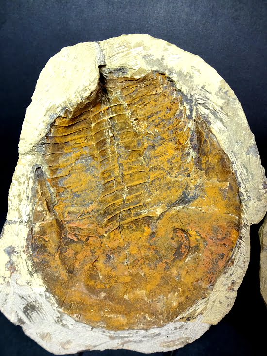 fossil Trilobite from Morocco