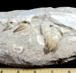 FO607 Mosasaurs Jaw Section