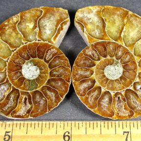 Ammonite Set