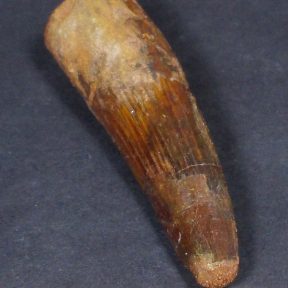 Spinosaurus Fossil Tooth