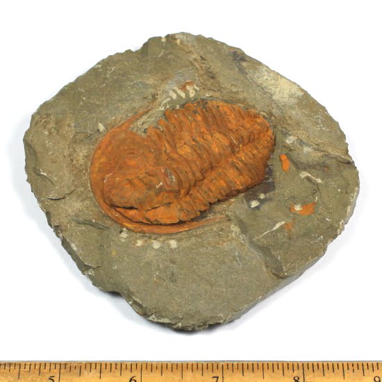 Trilobite fossil in matrix