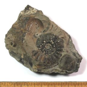 Ammonite from the Staithes area of North Yorkshire in England