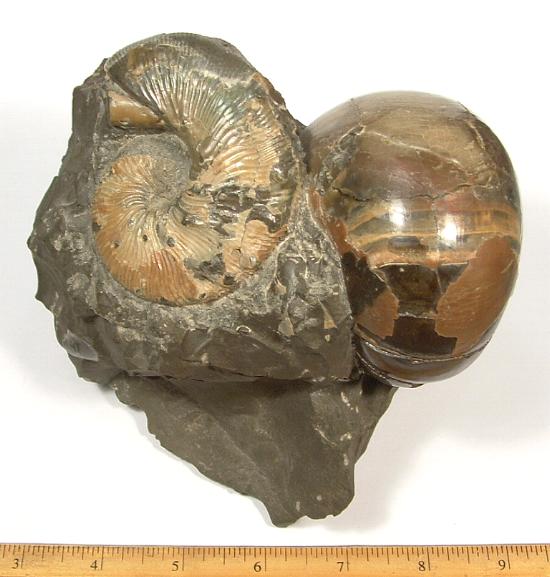 Ammonite specimen from near Wasta, South Dakota along the Cheyenne River