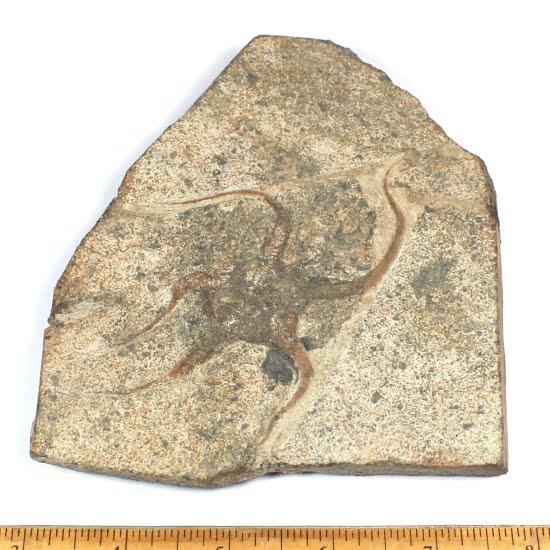 fossil Starfish