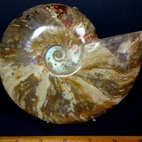 Ammonite Fossil from Madagascar