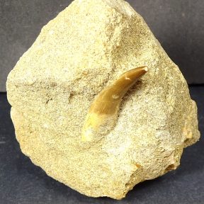 Plesiosaurus Tooth
