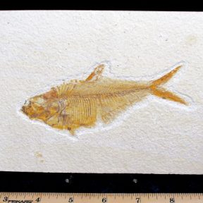 Diplomystus Dentatus Fossilized Fish