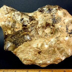 fossilized Ammonite from Morocco