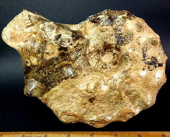 fossilized Ammonite from Morocco