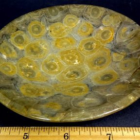 Fossil Coral Dish