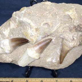 Mosasaur Tooth