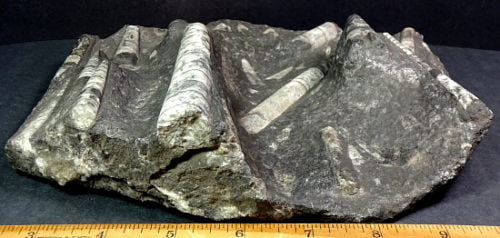 Orthoceras fossil specimens cut into a free form plaque