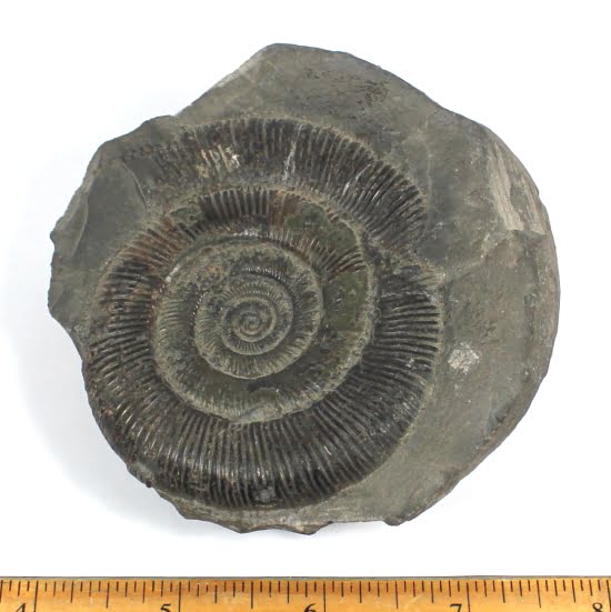 fossilized Ammonite