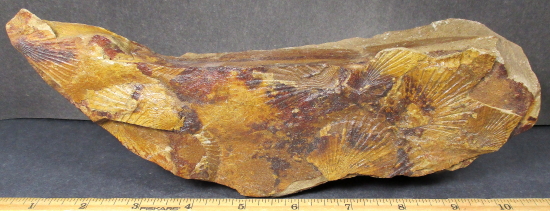 Fossil Scallops