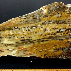 Petrified Toriedo Petrified Wood specimen with unusual Worm Holes from the beautiful Black Hills of South Dakota