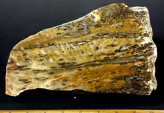 Petrified Toriedo Petrified Wood specimen with unusual Worm Holes from the beautiful Black Hills of South Dakota