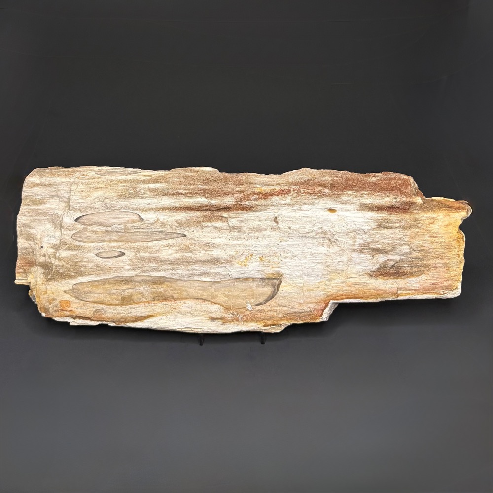 GR114 Indonesian Petrified Wood