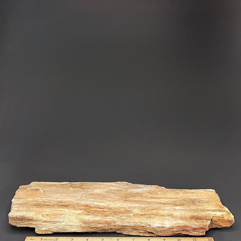 GR114 Indonesian Petrified Wood - Image 2