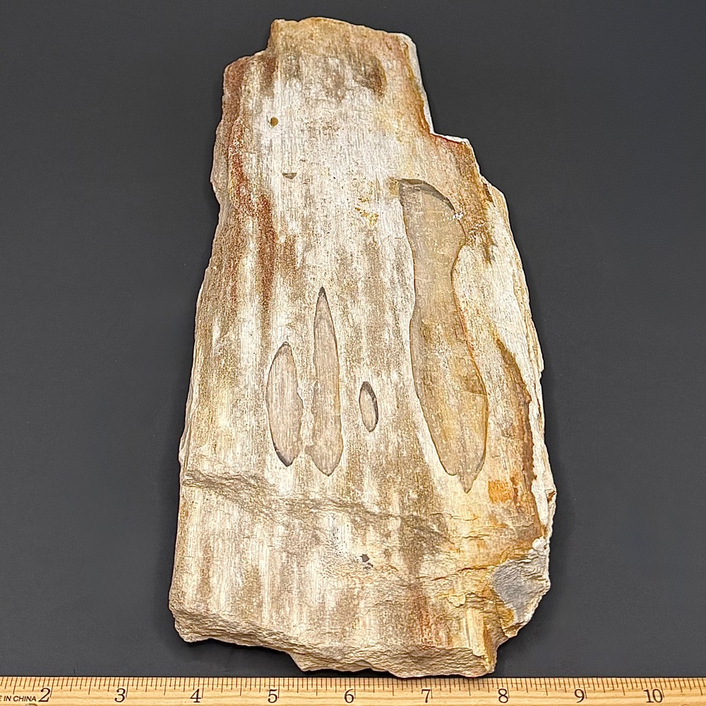 GR114 Indonesian Petrified Wood - Image 3