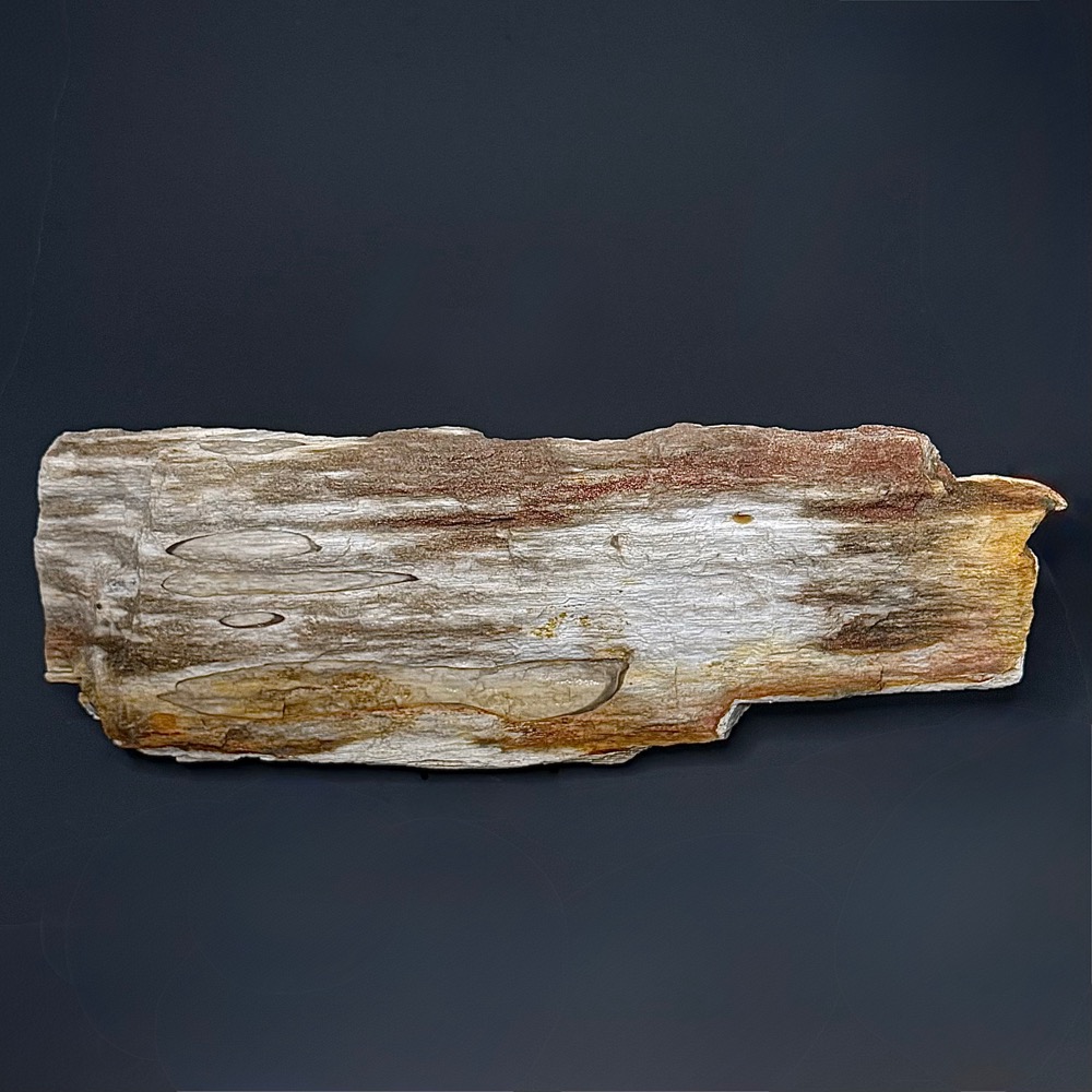 GR114 Indonesian Petrified Wood
