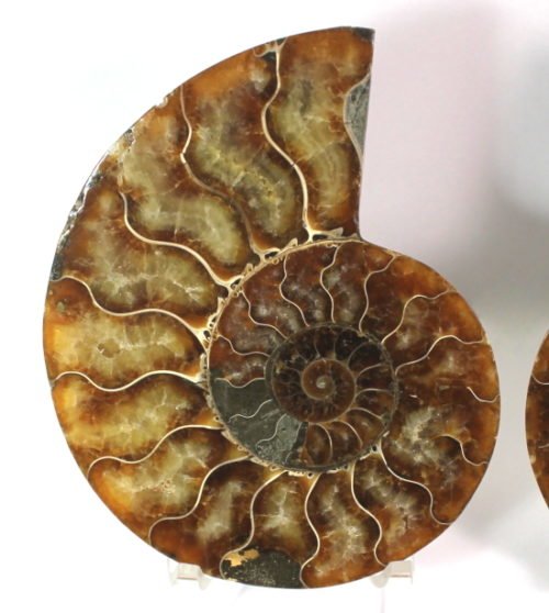 Ammonite halves from Madagascar