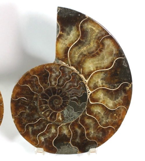 Ammonite halves from Madagascar