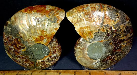 fo151 Ammonite Set