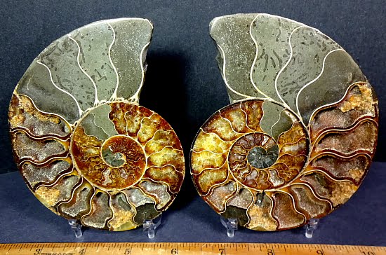 fo151 Ammonite Set