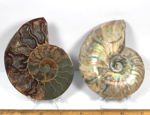 pair of Ammonite halves from Madagascar