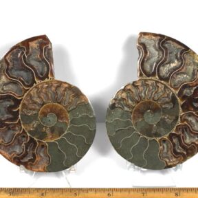 pair of Ammonite halves from Madagascar