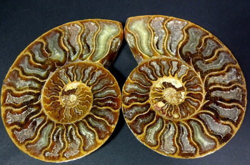pair of small polished Ammonite halves from Madagascar