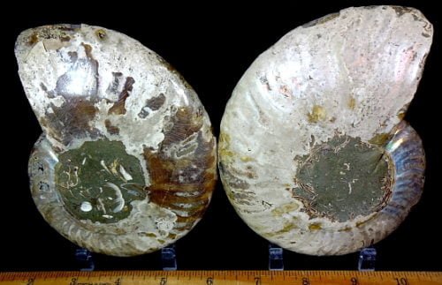 pair of a polished Ammonite halves from Madagascar