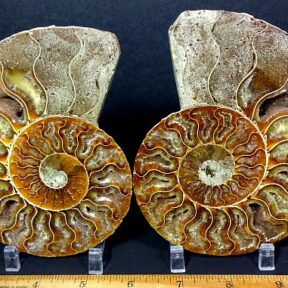 pair of a polished Ammonite halves from Madagascar