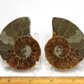 pair of a polished Ammonite halves from Madagascar