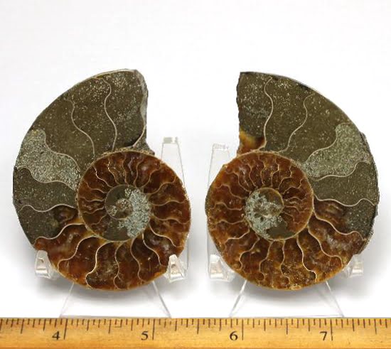 pair of a polished Ammonite halves from Madagascar