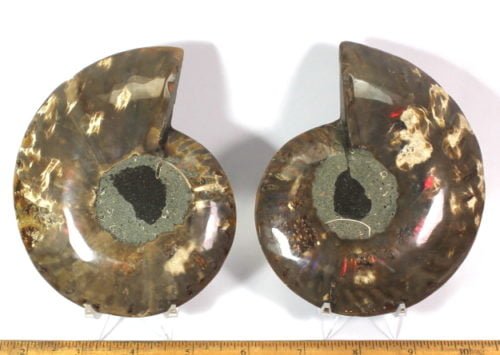 Ammonite set from Madagascar