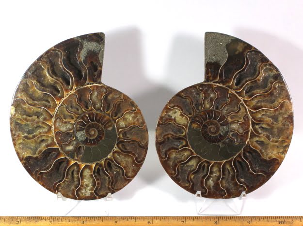 Ammonite set from Madagascar