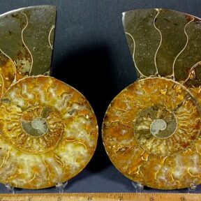 fo162 Ammonite Set