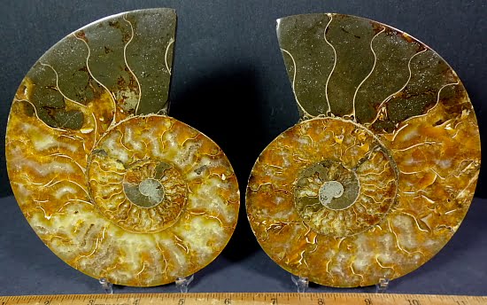fo162 Ammonite Set