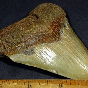 Megladon Fossil Tooth