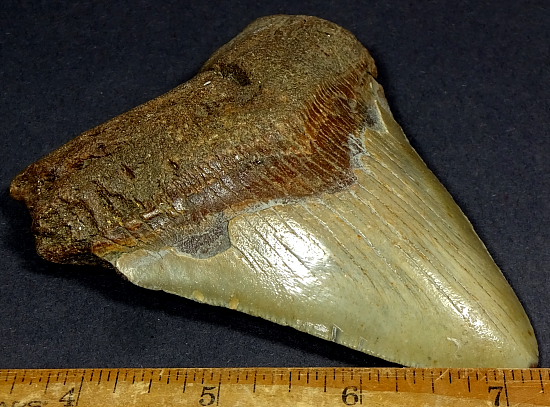Megladon Fossil Tooth