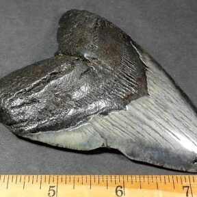fossil shark tooth from the Megalodon Shark